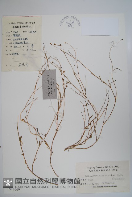 細葉蘭花參藏品圖，第1張