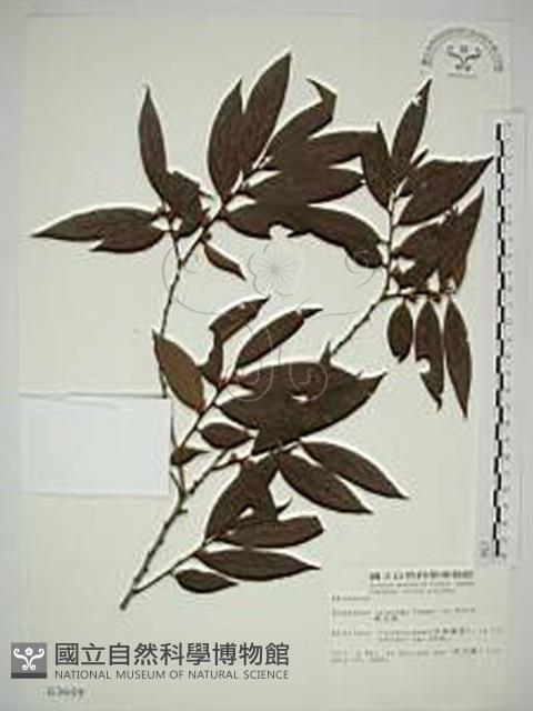 軟毛柿藏品圖，第1張