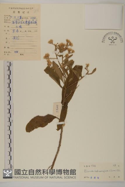 艾納香藏品圖，第1張