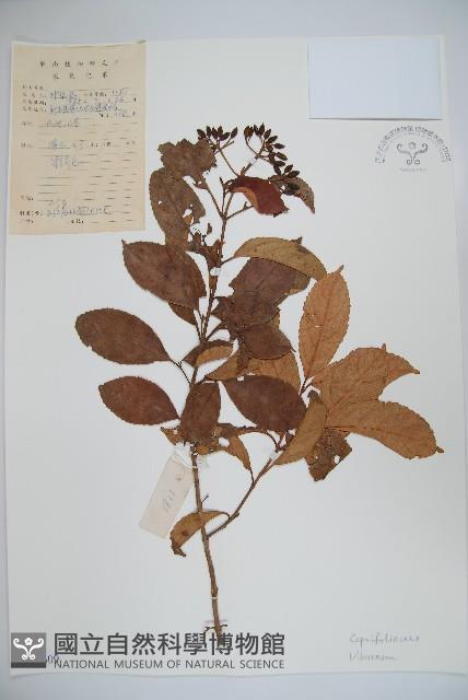 登錄號:S043609藏品圖，第1張