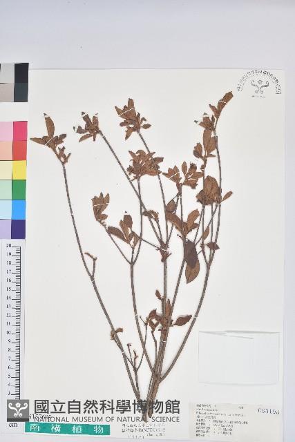 金毛杜鵑藏品圖，第1張