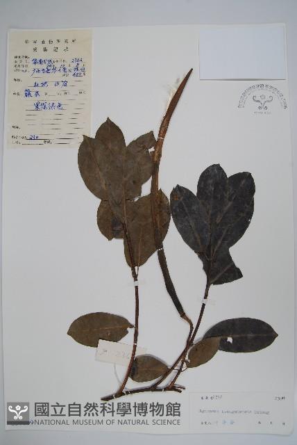 廣西香花藤藏品圖，第1張