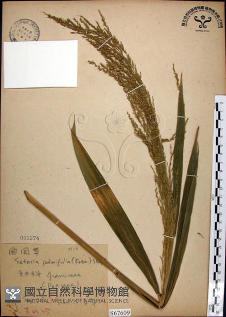 棕葉狗尾草藏品圖，第1張