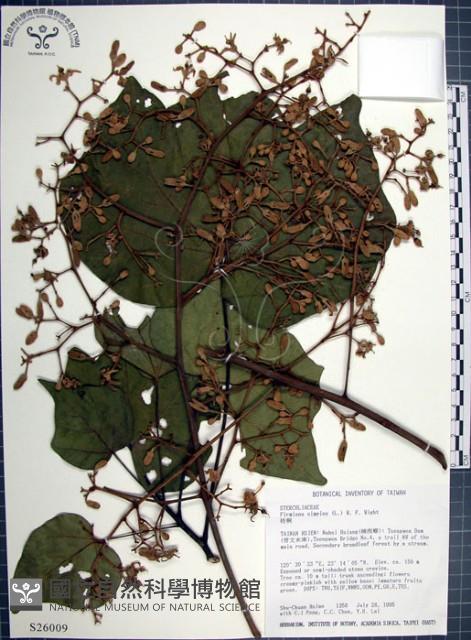 梧桐藏品圖，第1張