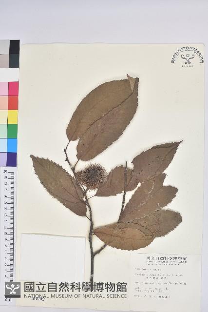 茅栗、日本栗藏品圖，第1張