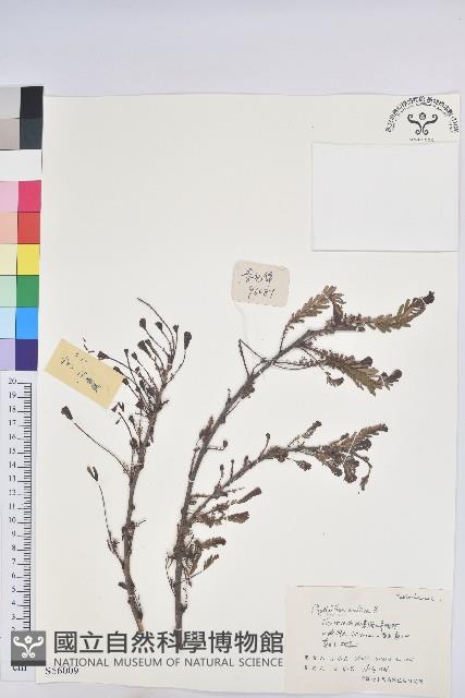 油柑藏品圖，第1張