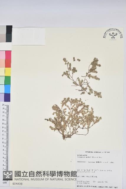 小葉大戟藏品圖，第1張