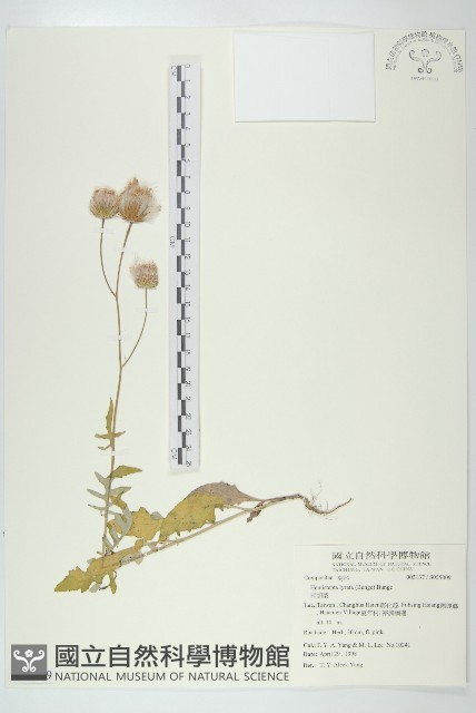 泥胡菜藏品圖，第1張