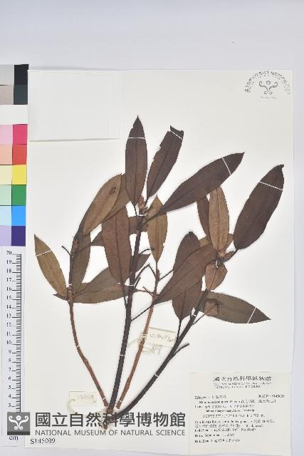 森氏杜鵑、森氏滿江紅藏品圖，第1張