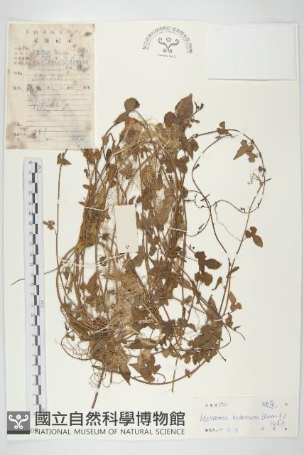 卵葉菜欒藤藏品圖，第1張