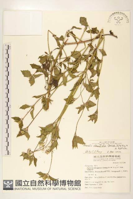 貓腥草藏品圖，第1張