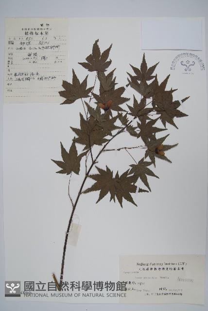 雞爪槭藏品圖，第1張