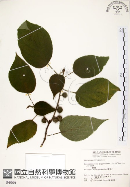 構樹藏品圖，第1張
