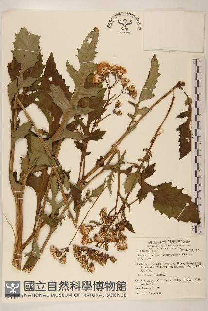 黃花三七草藏品圖，第1張