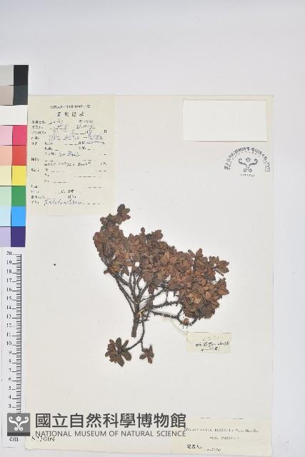 岩生杜鵑花藏品圖，第1張