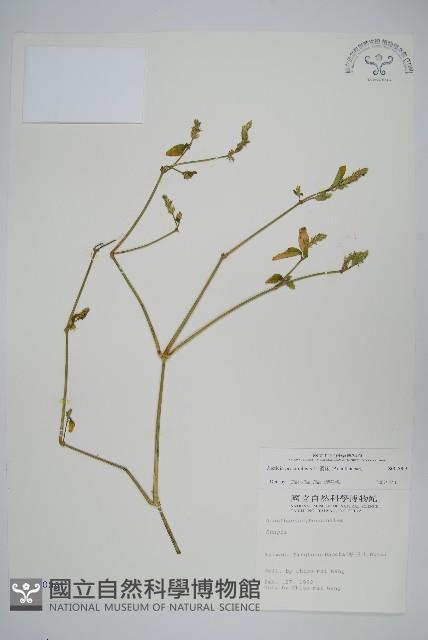 爵床藏品圖，第1張