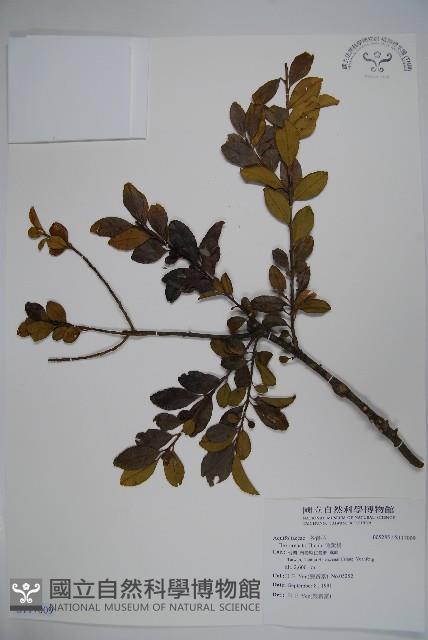 假黃楊藏品圖，第1張