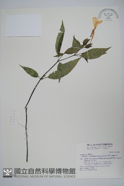 長花九頭獅子草、山藍藏品圖，第1張