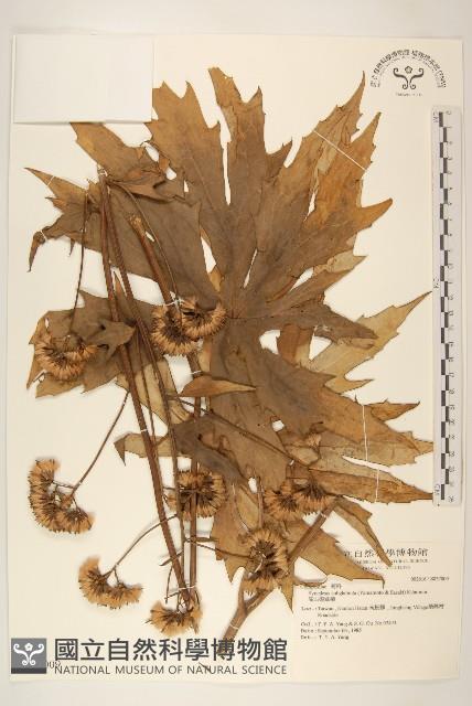 登錄號:S037009藏品圖，第1張