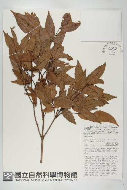 登錄號:S047009藏品圖，第1張