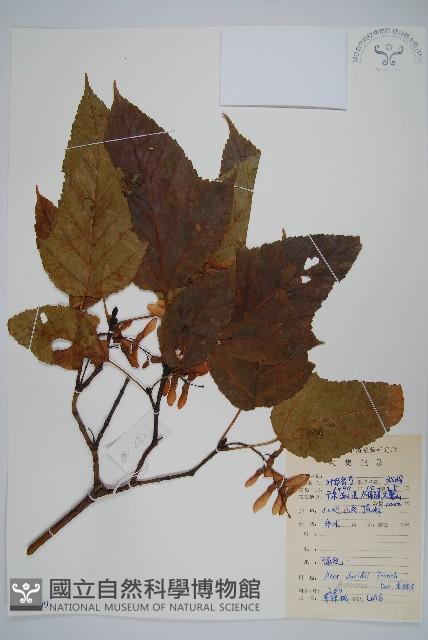 青榨槭藏品圖，第1張