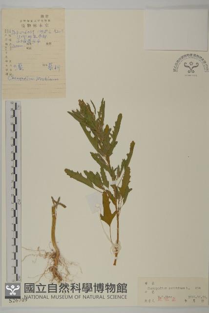 小葉藜藏品圖，第1張