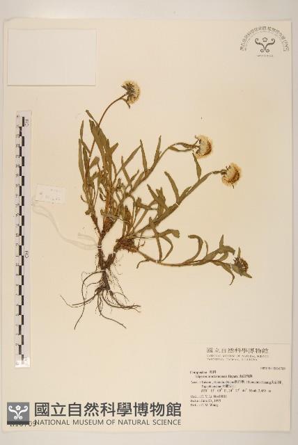 玉山飛蓬藏品圖，第1張