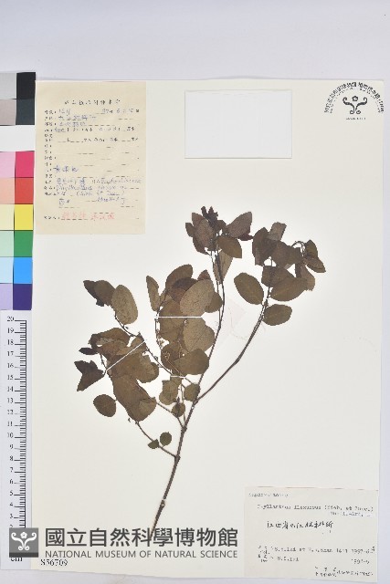 登錄號:S056709藏品圖，第1張