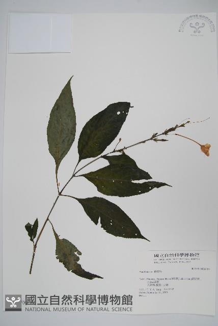 登錄號:S036709藏品圖，第1張