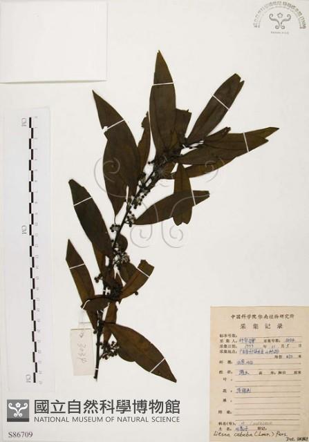 山胡椒藏品圖，第1張