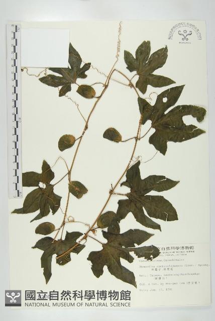 木鱉子藏品圖，第1張