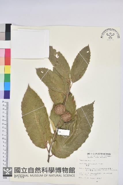 板栗藏品圖，第1張