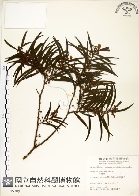 相思樹藏品圖，第1張