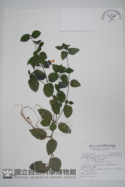 匍匐半插花藏品圖，第1張