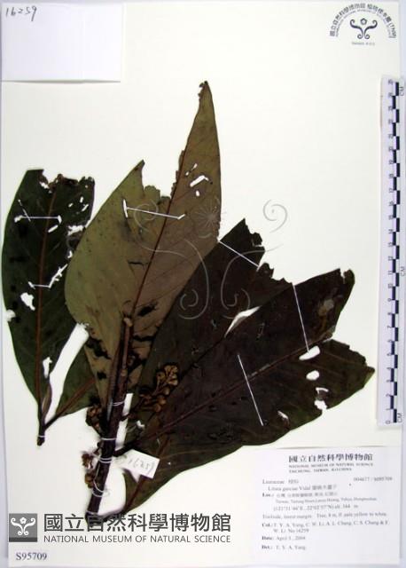 蘭嶼木薑子藏品圖，第1張