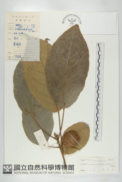 毛猴歡喜藏品圖，第1張