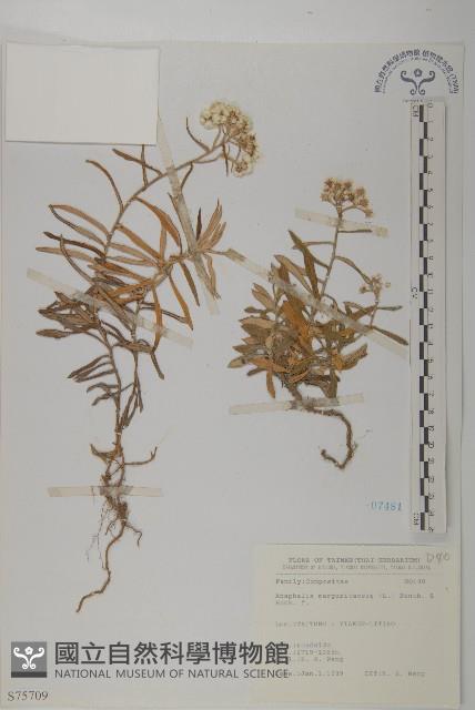 抱莖籟簫藏品圖，第1張