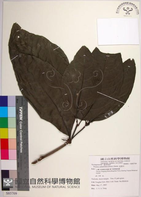 皮孫木藏品圖，第1張