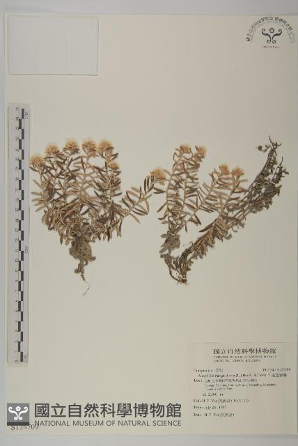 抱莖籟簫藏品圖，第1張