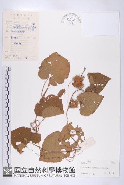 青牛膽藏品圖，第1張