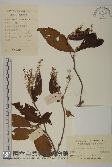 華東山柳藏品圖，第1張