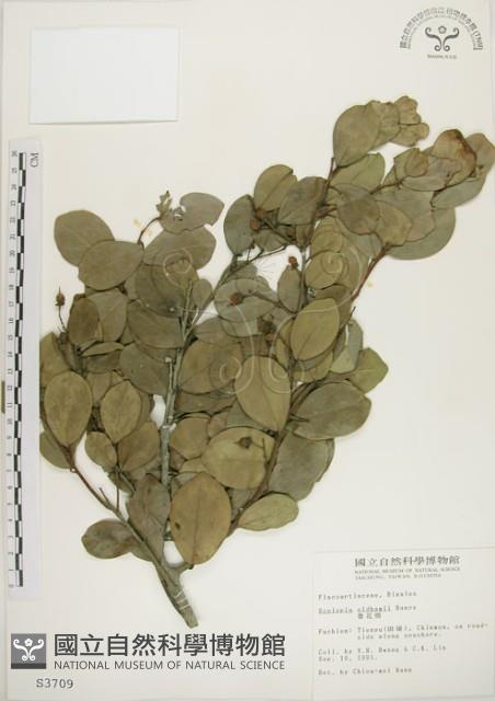 魯花樹藏品圖，第1張