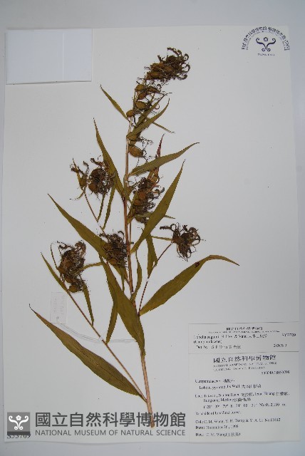 大本山梗菜藏品圖，第1張