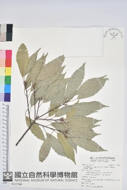 青剛櫟、鐵椆藏品圖，第1張