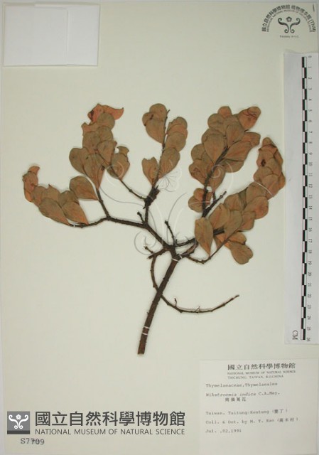 南嶺蕘花藏品圖，第1張