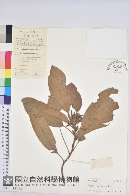 梨果石櫟藏品圖，第1張