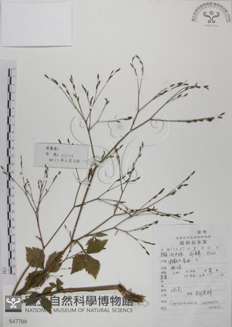 鴨兒芹藏品圖，第1張