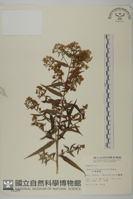 臺灣馬蘭藏品圖，第1張
