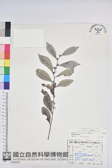 細葉饅頭果藏品圖，第1張