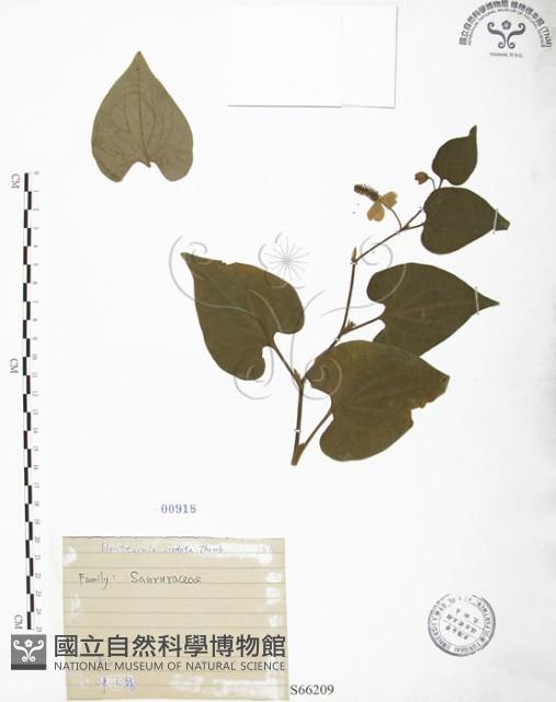 臭腥草、蕺菜藏品圖，第1張